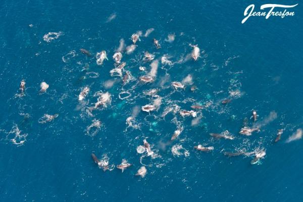 Ballenas